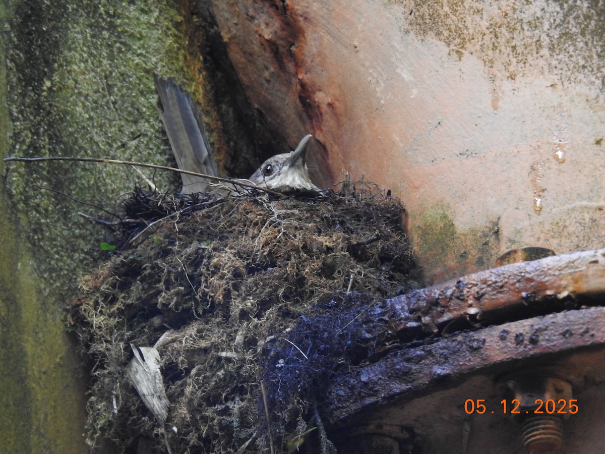 Pale-breasted Thrush - ML646515662