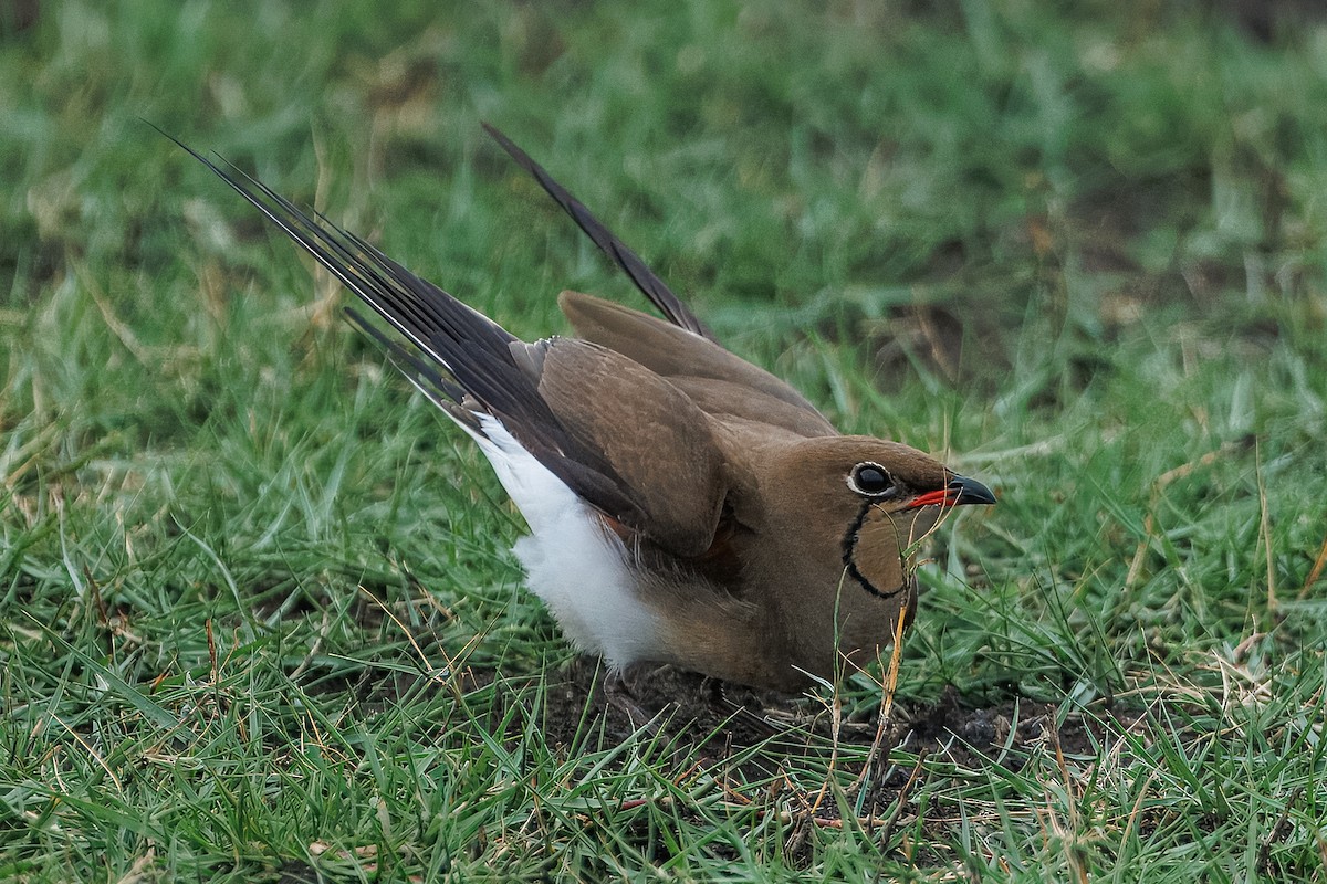 Collared Pratincole - ML646515664