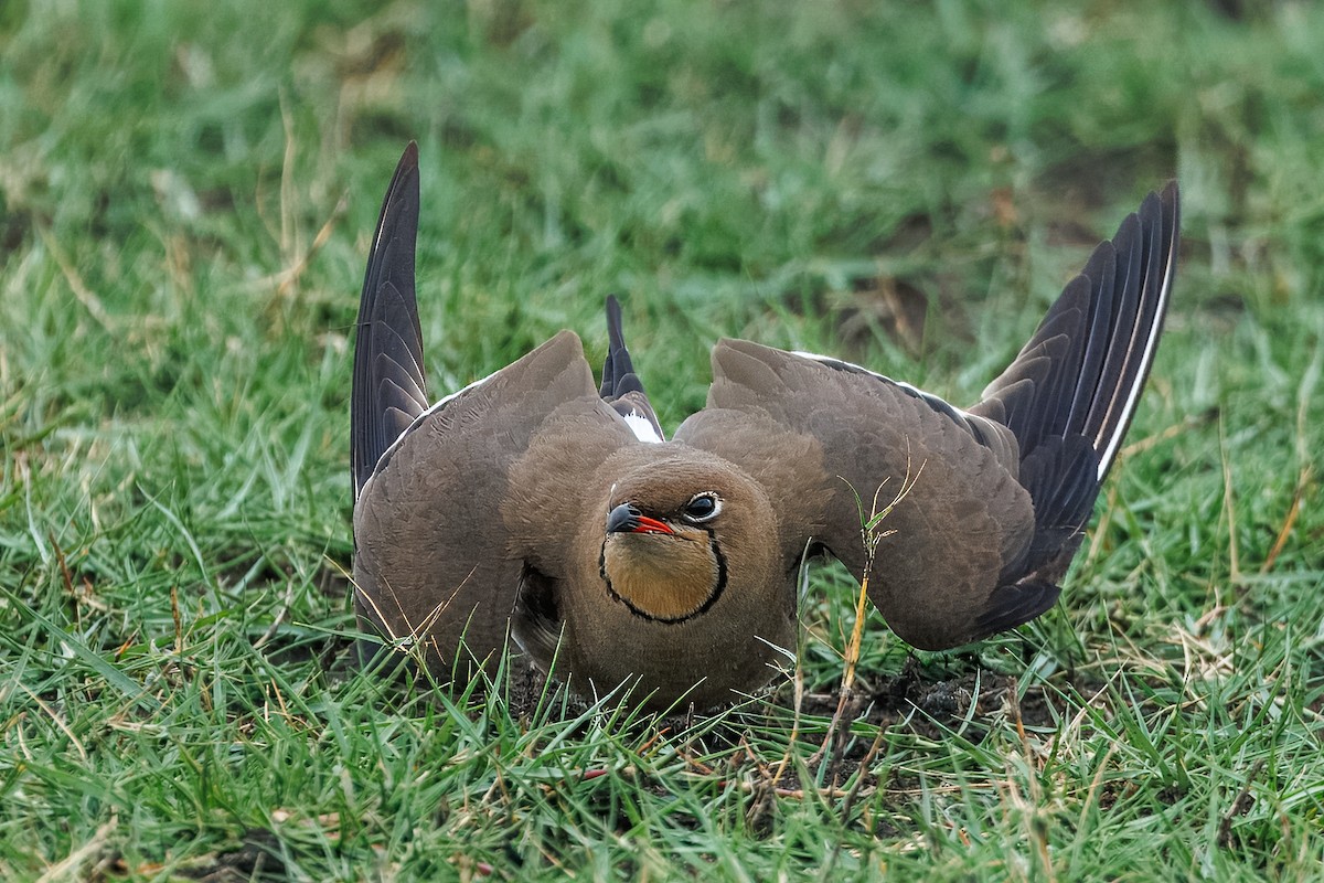 Collared Pratincole - ML646515665
