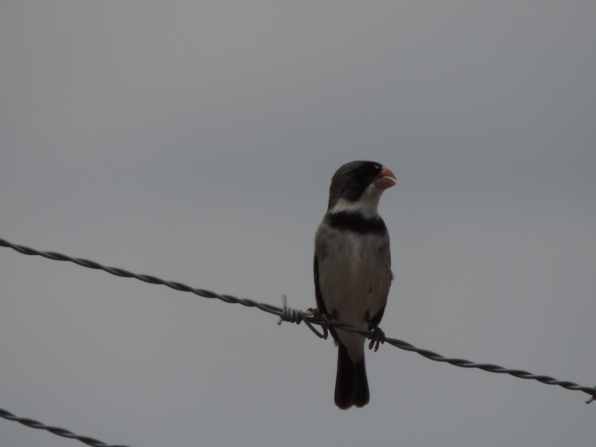 Белогорлый просяночник - ML646515669