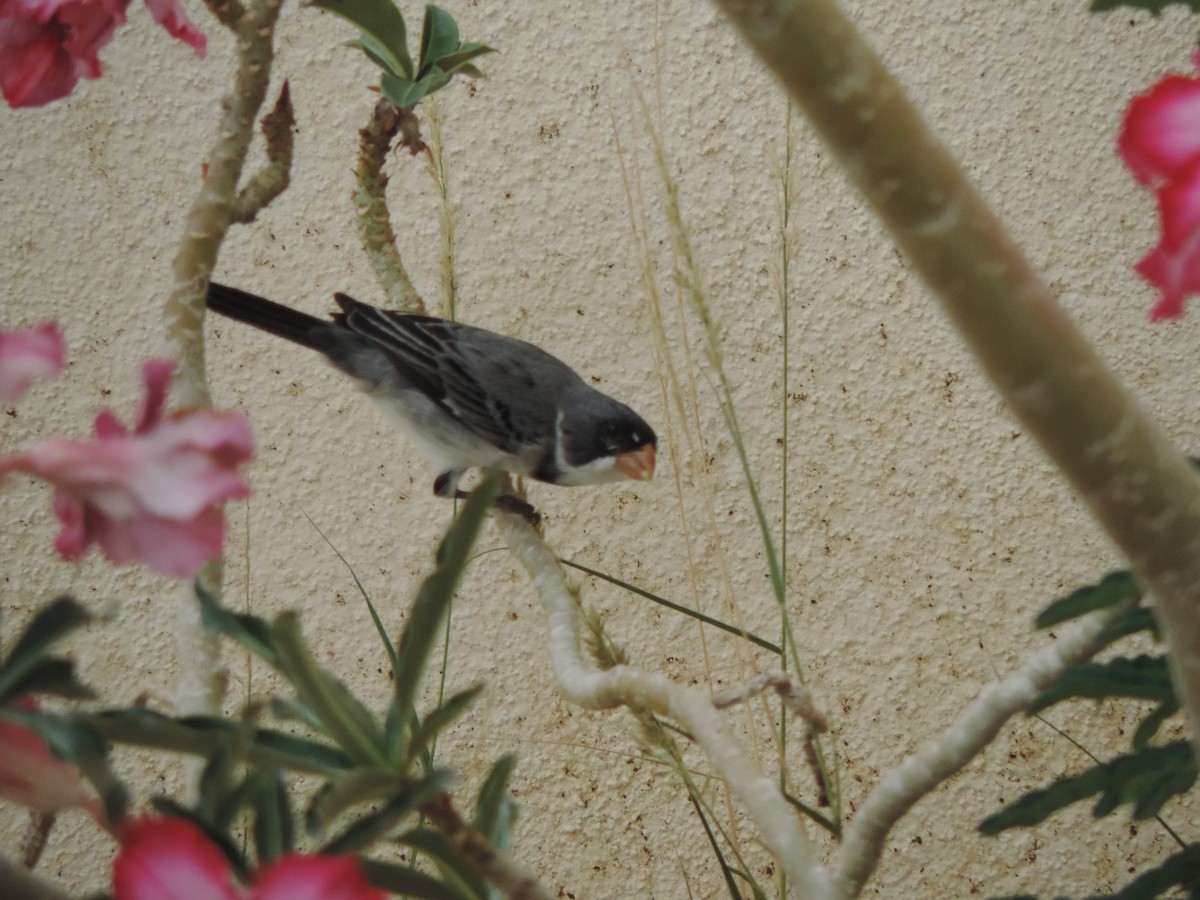 Белогорлый просяночник - ML646515670