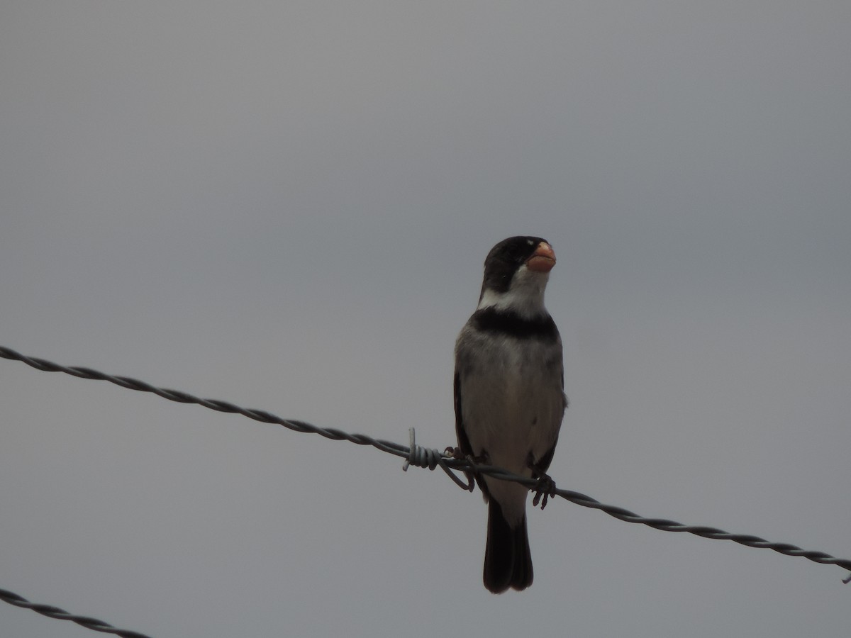 Белогорлый просяночник - ML646515671