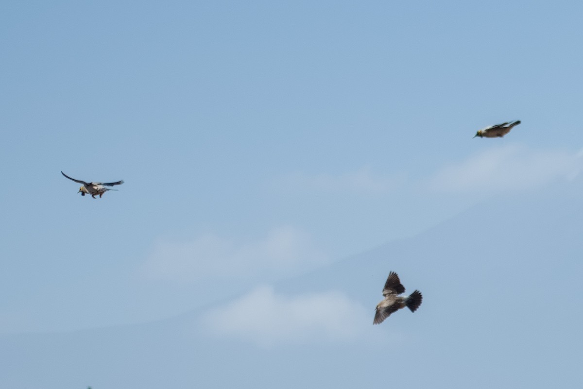 Бородатый скворец - ML646515674