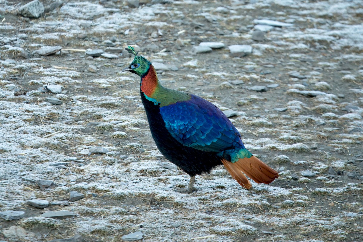 glansfasan - ML646515676