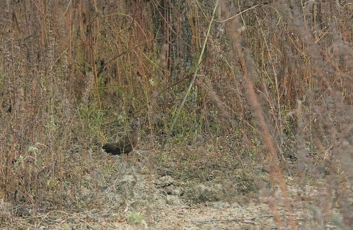 Stone Partridge (Stone) - ML646515677