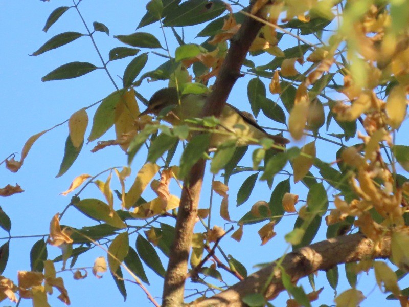 Red-eyed Vireo - ML646515679