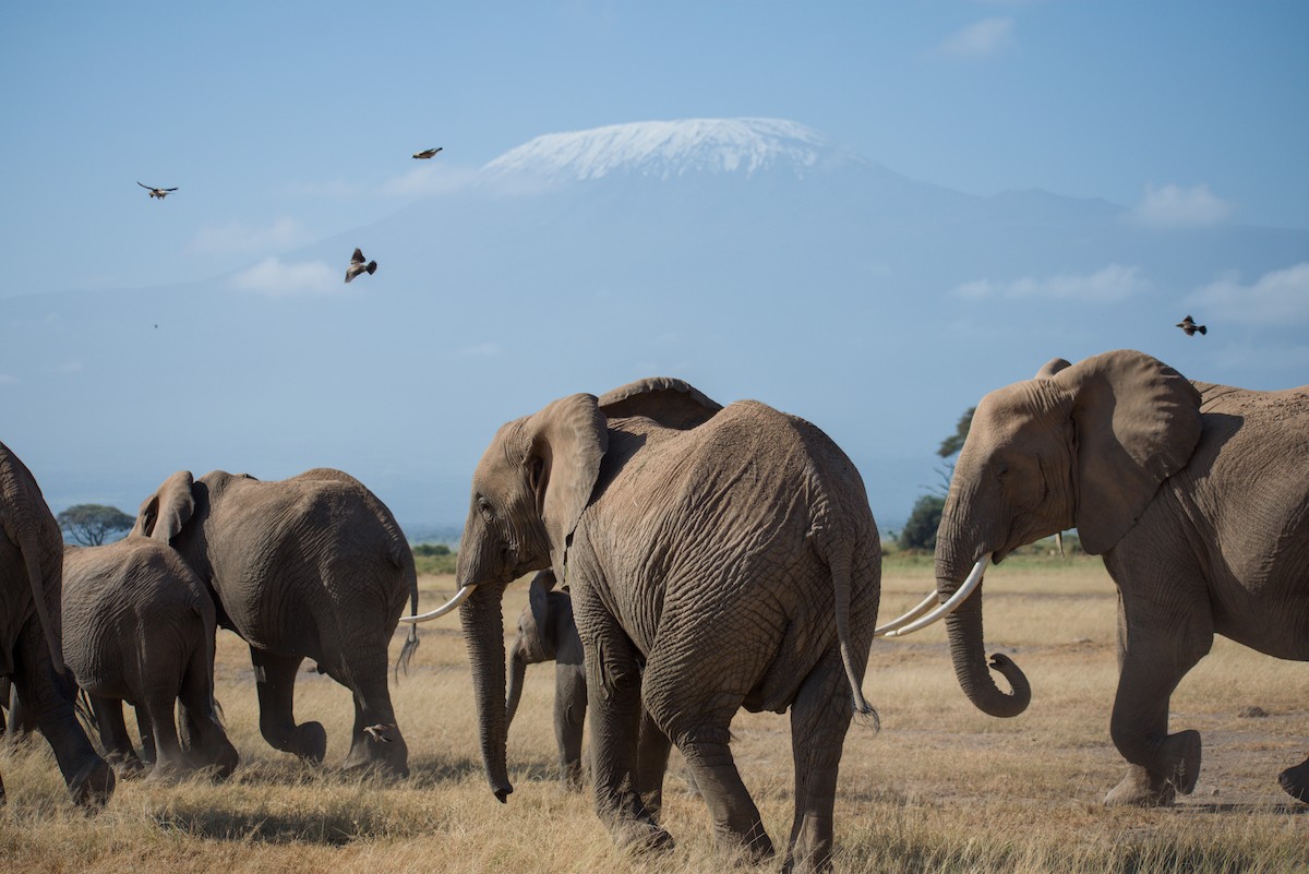 African Savanna Elephant - ML646515681