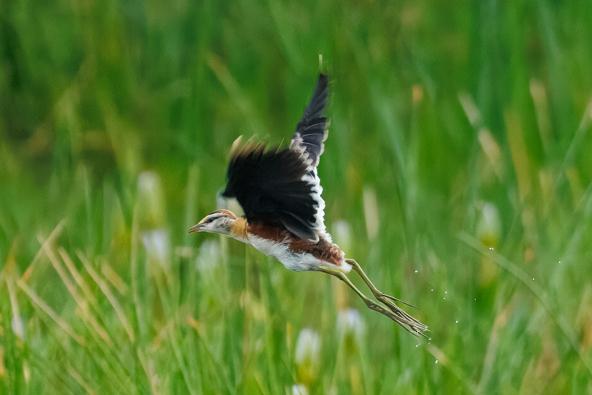 Lesser Jacana - ML646515682