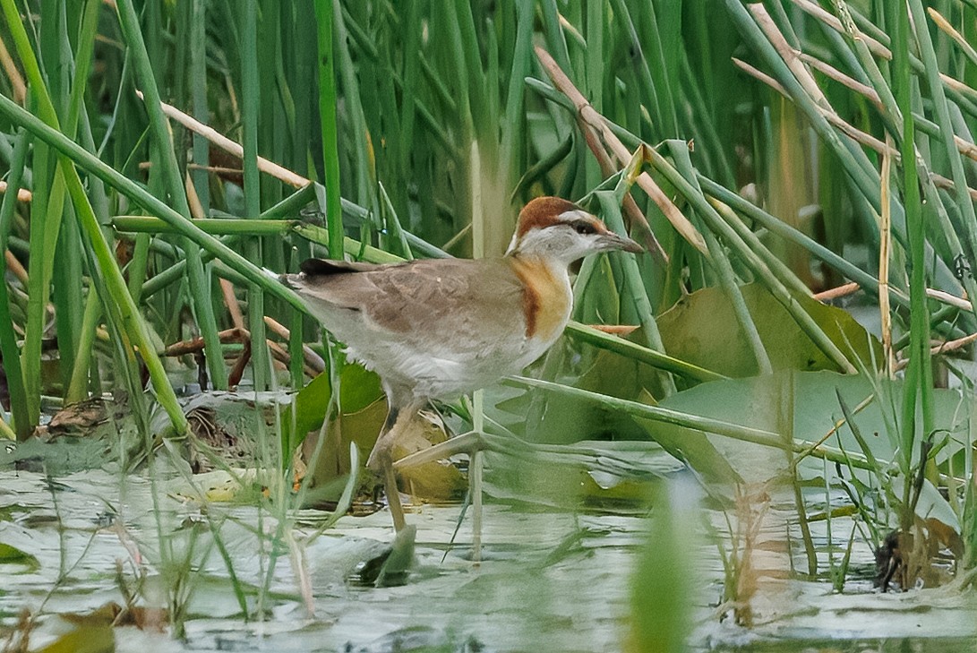 Lesser Jacana - ML646515685