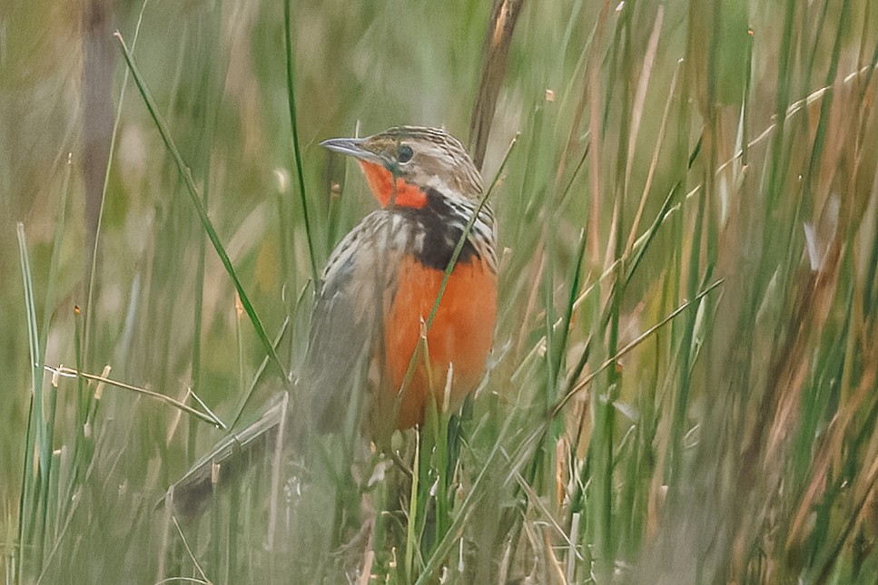 Rosy-throated Longclaw - ML646515688