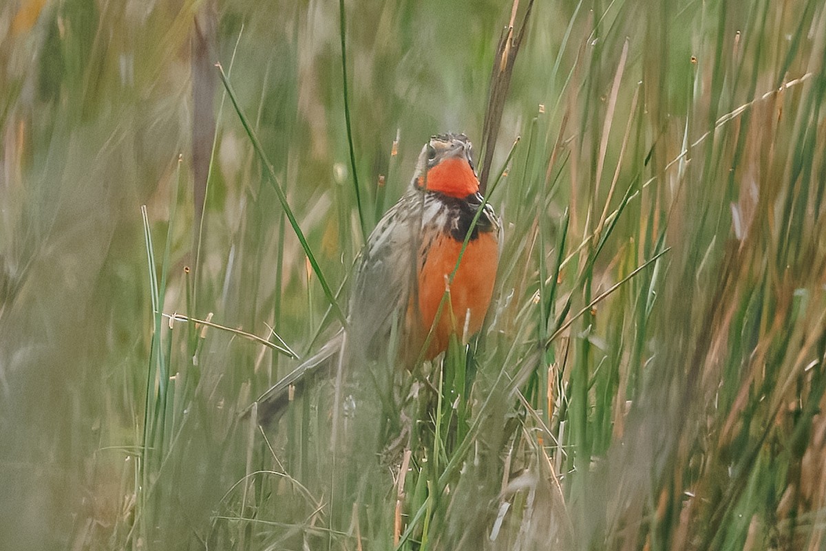 Rosy-throated Longclaw - ML646515690