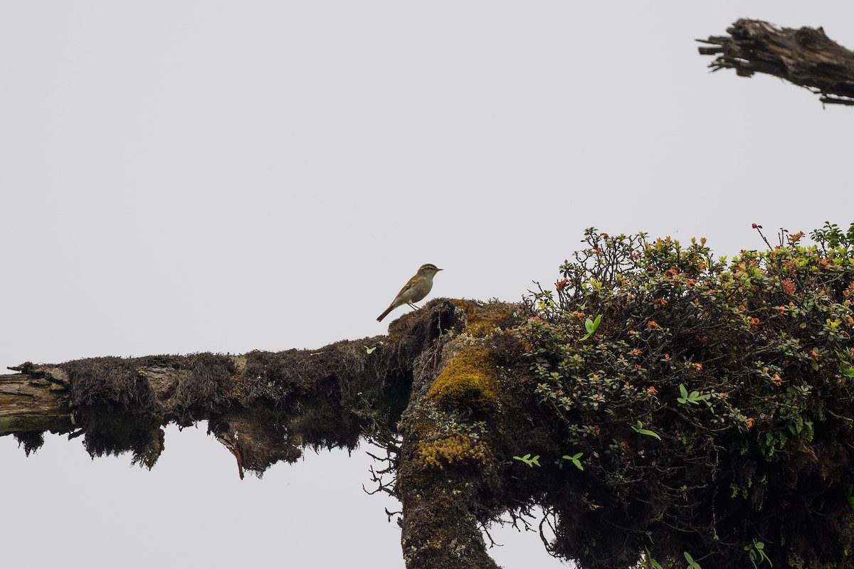 Buff-barred Warbler - ML646515691