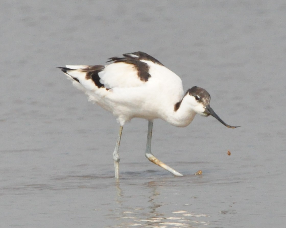 Pied Avocet - ML646515692