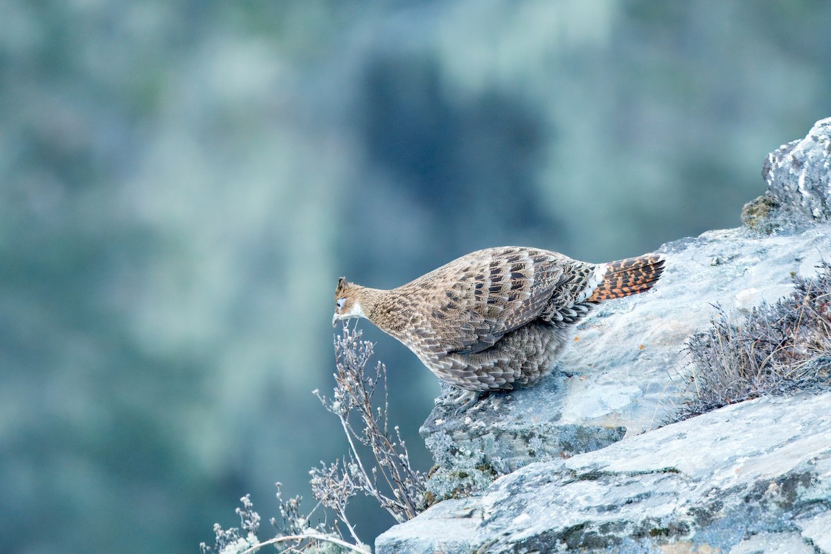 glansfasan - ML646515694