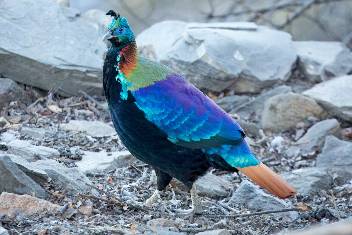 glansfasan - ML646515695