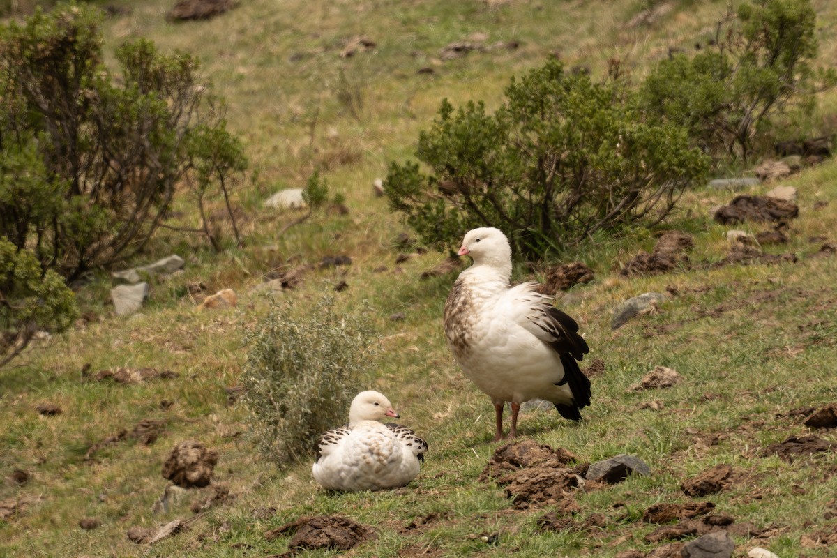 Andengans - ML646515696