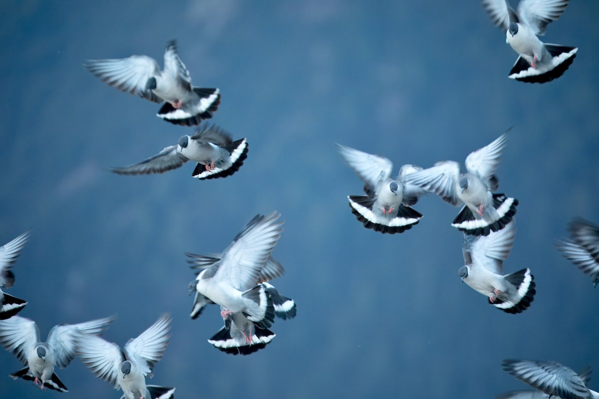 Paloma Nival - ML646515698