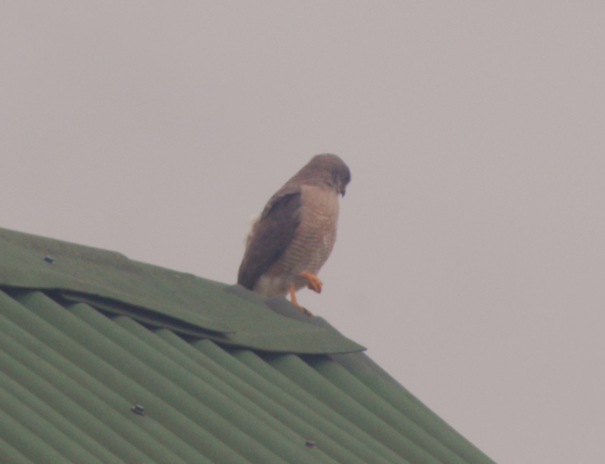 Roadside Hawk - ML646515699