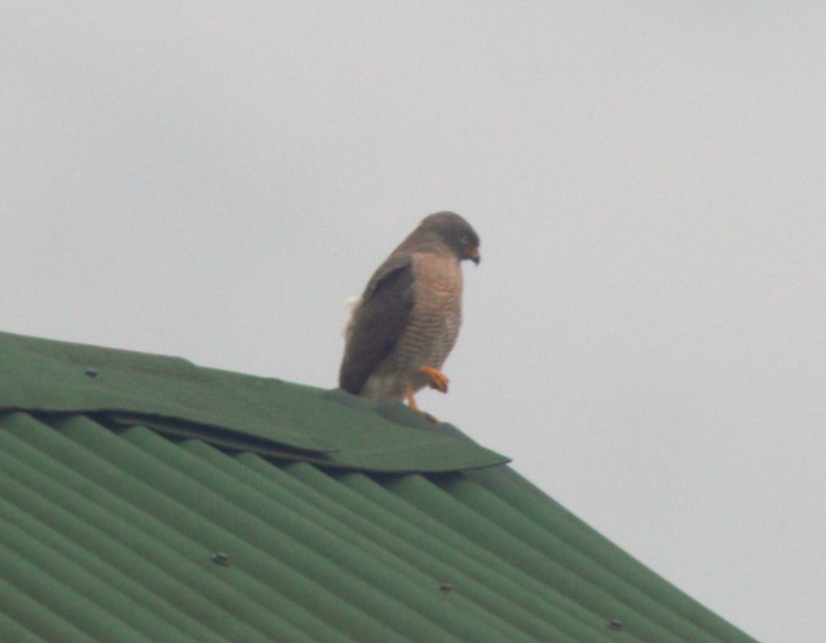 Roadside Hawk - ML646515700