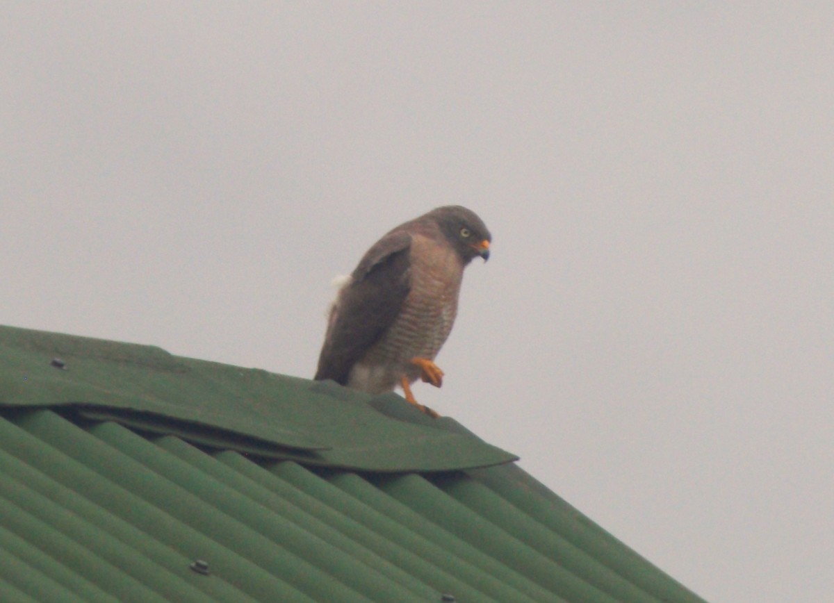 Roadside Hawk - ML646515701