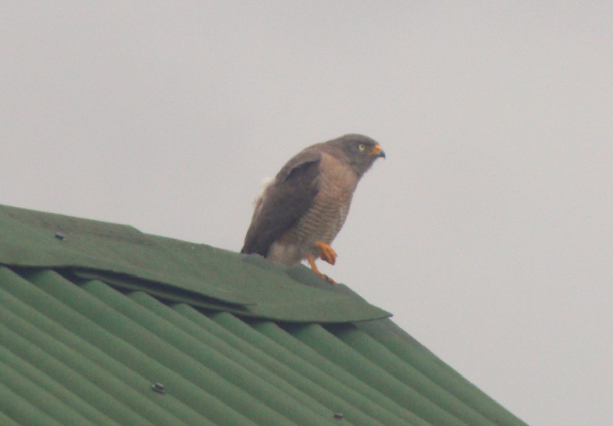 Roadside Hawk - ML646515702