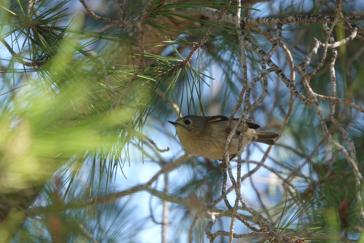 Goldcrest - ML646515703