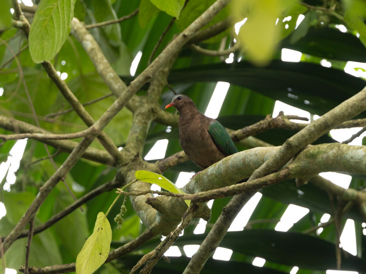 Asian Emerald Dove - ML646515705