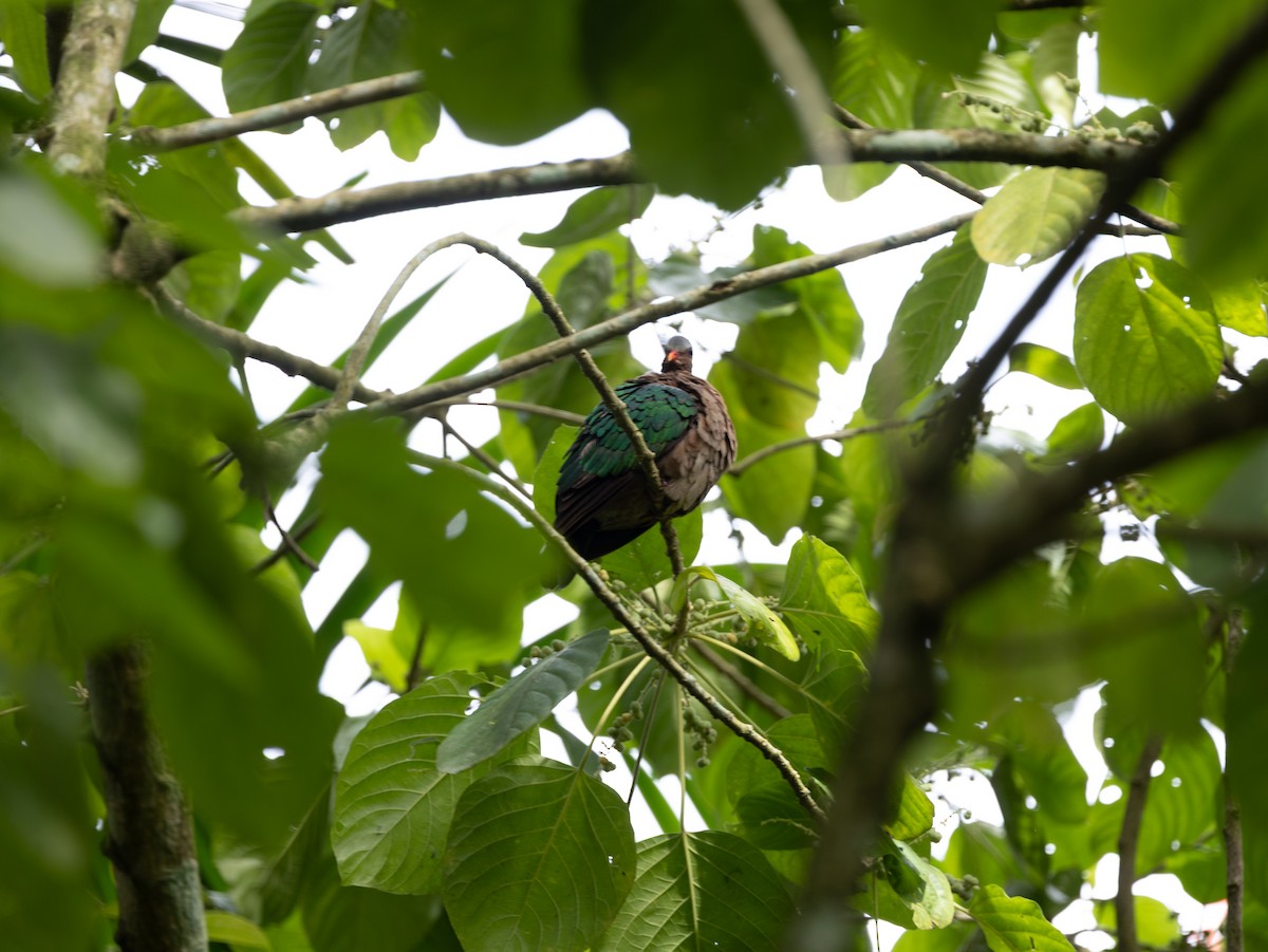 Asian Emerald Dove - ML646515706