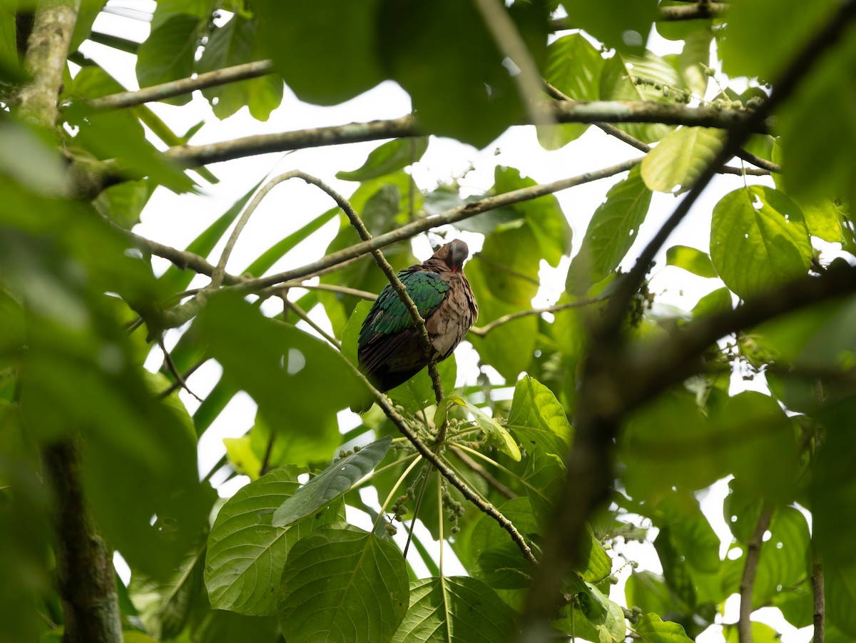 Asian Emerald Dove - ML646515707