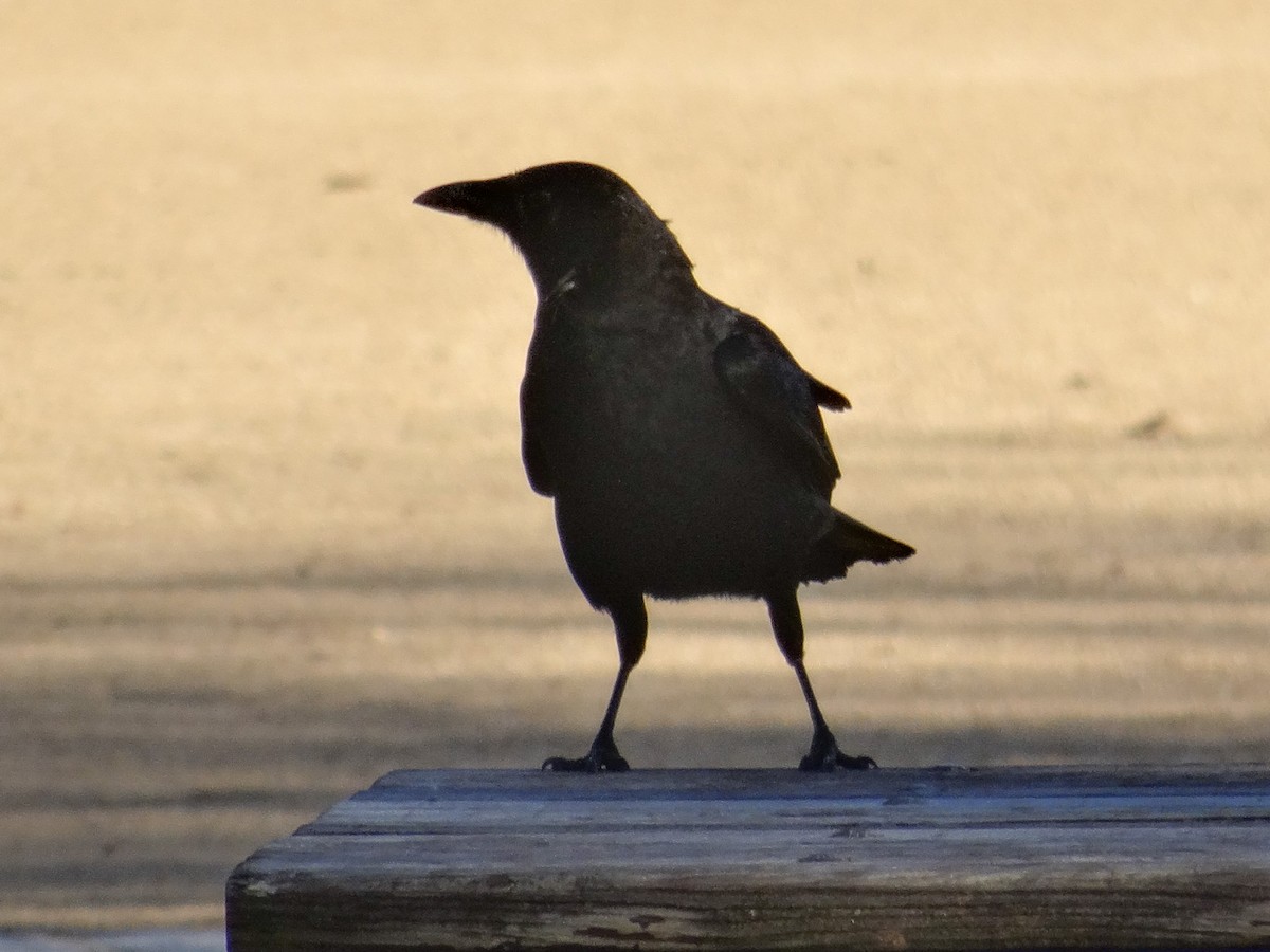 Ворона американська - ML646515708