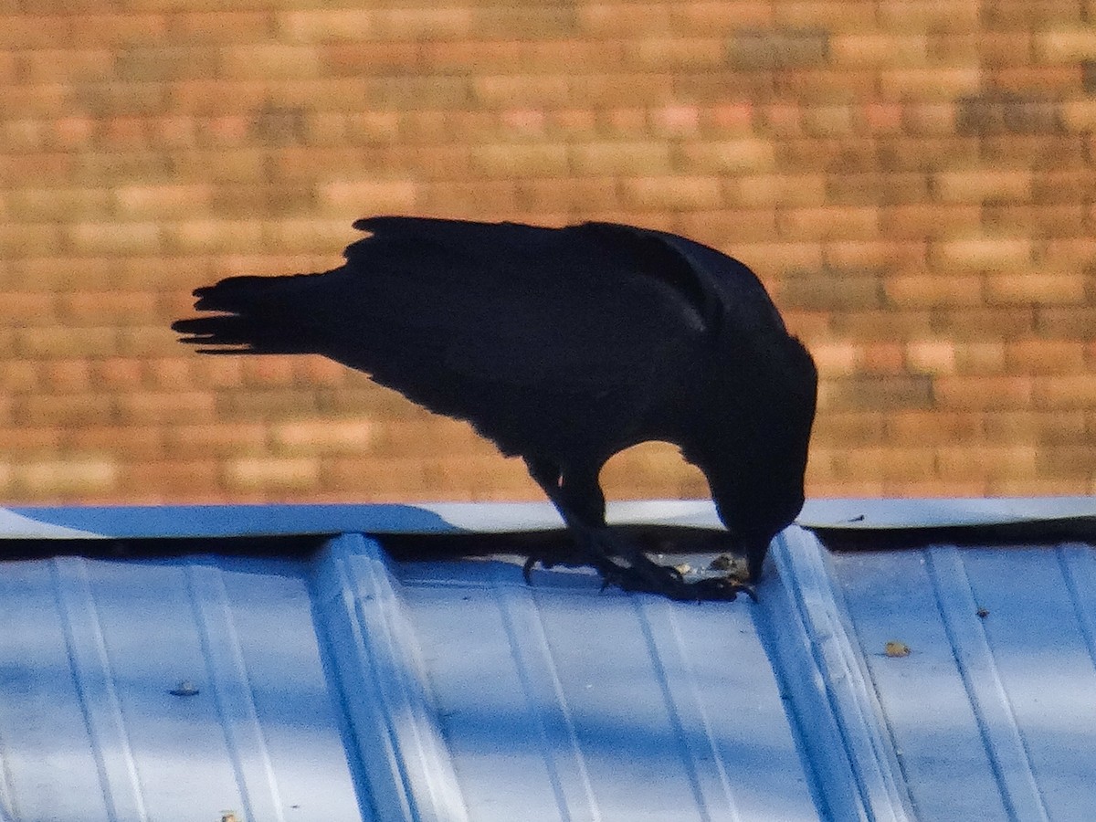 Ворона американська - ML646515709