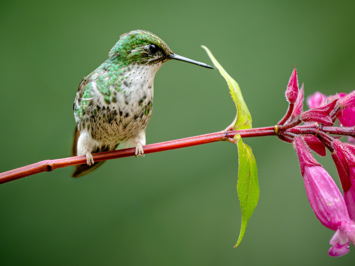 Колібрі-пухоніг віхтьохвостий - ML646515710