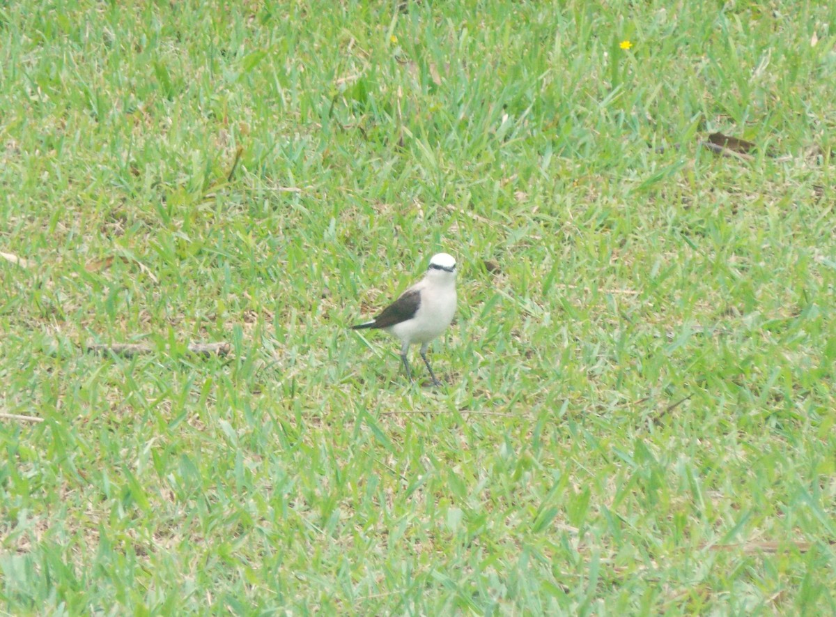 Віюдита біла - ML646515711