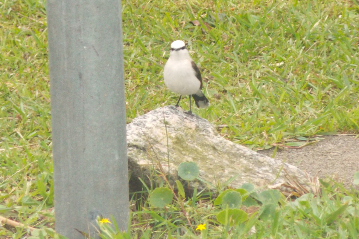 Віюдита біла - ML646515712