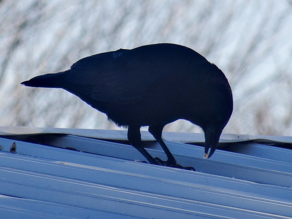 Ворона американська - ML646515713