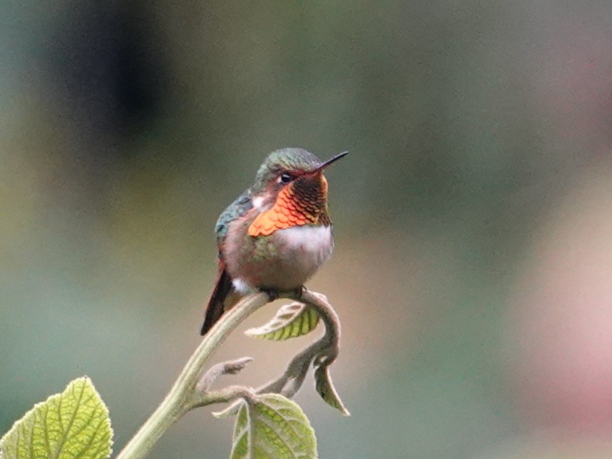 Колібрі-крихітка іскристий - ML646515714