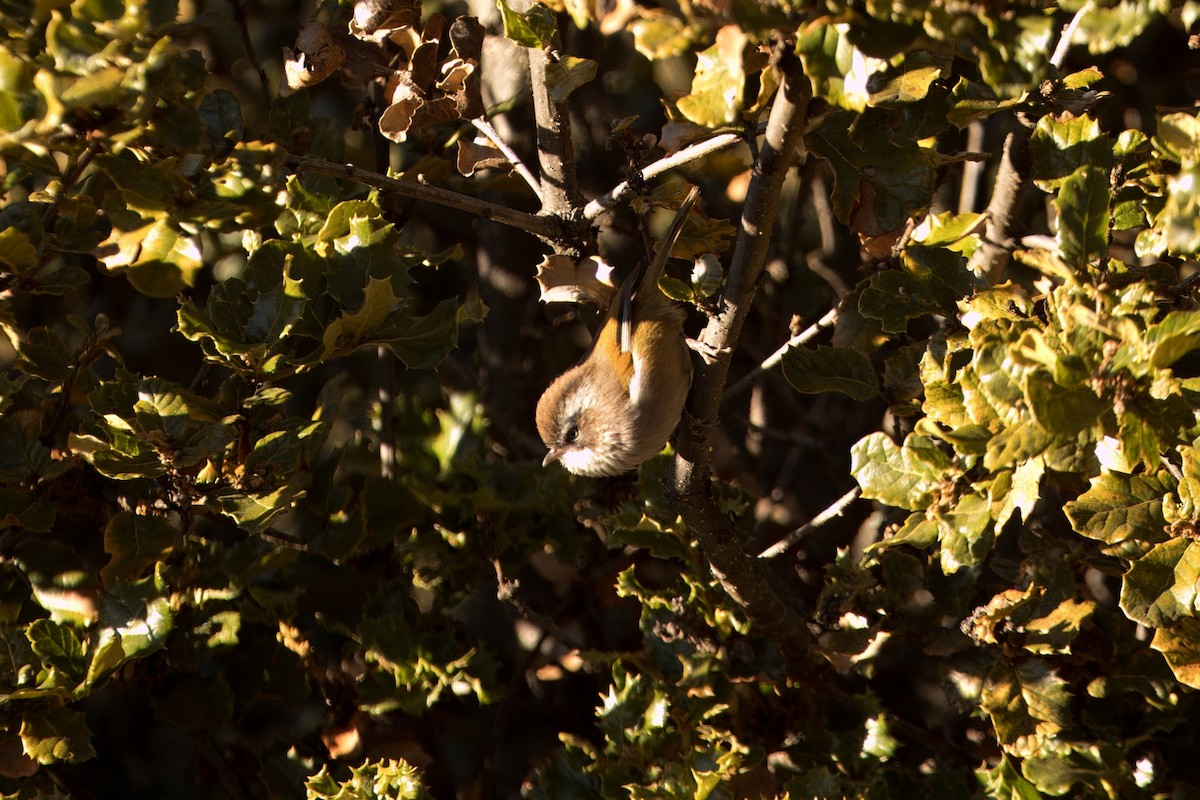 Фульвета білоброва (підвид chumbiensis) - ML646515715