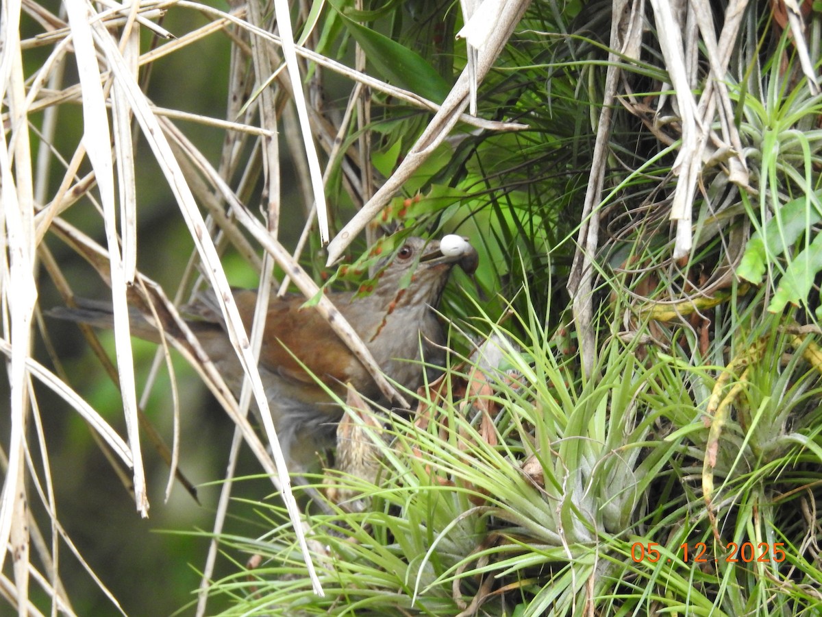 Дрізд світлогрудий - ML646515716