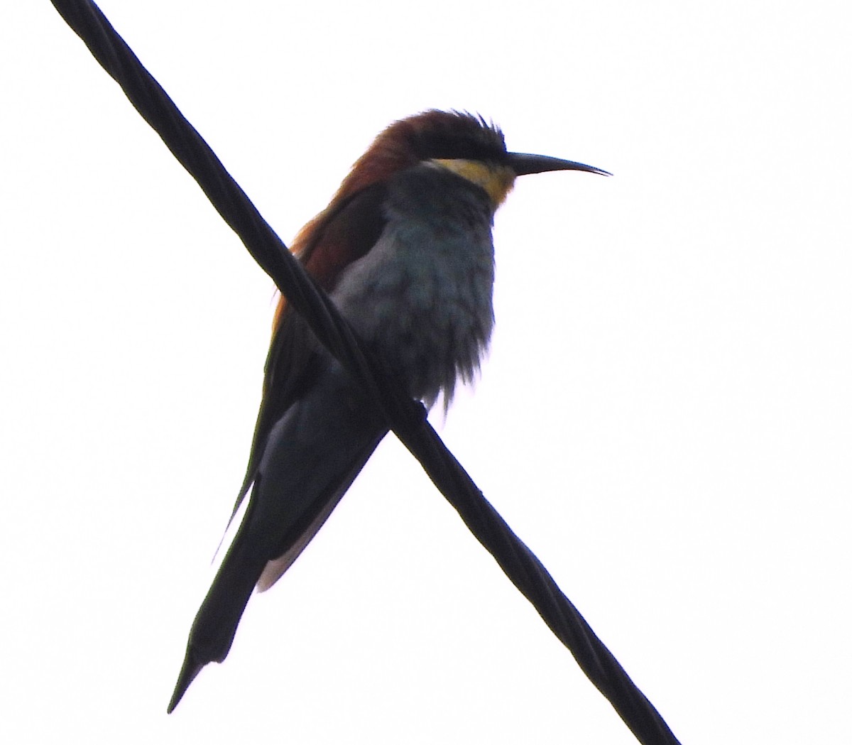 European Bee-eater - ML646515717