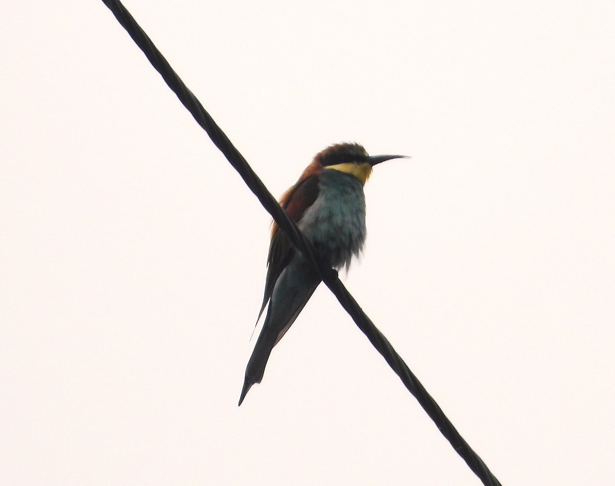 European Bee-eater - ML646515718