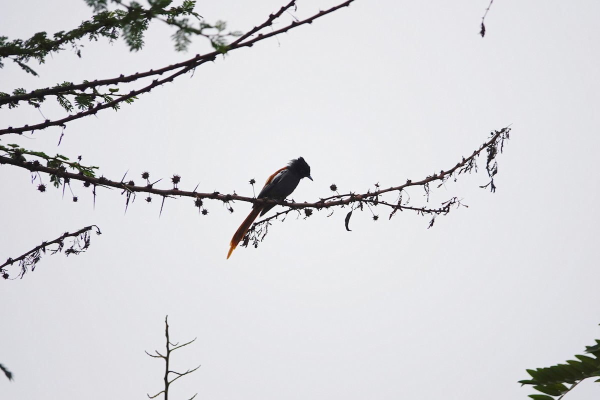 Монарх-довгохвіст африканський - ML646515719