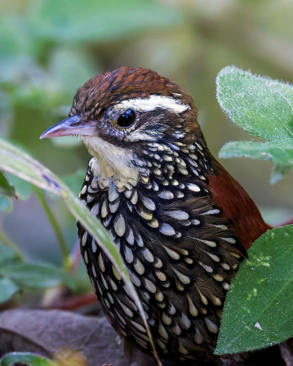 Щетинкохвіст перлистий - ML646515720