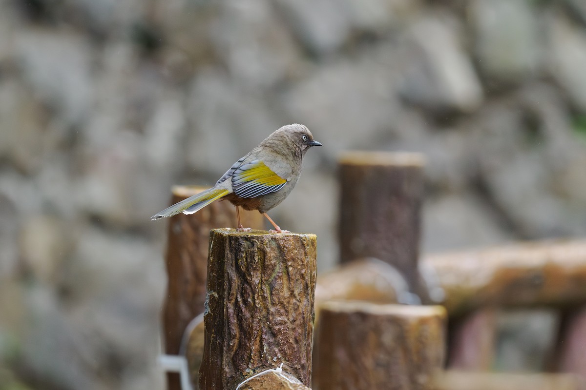 Чагарниця жовтокрила - ML646515721