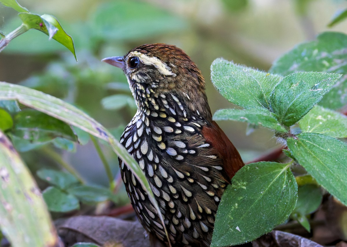 Щетинкохвіст перлистий - ML646515722