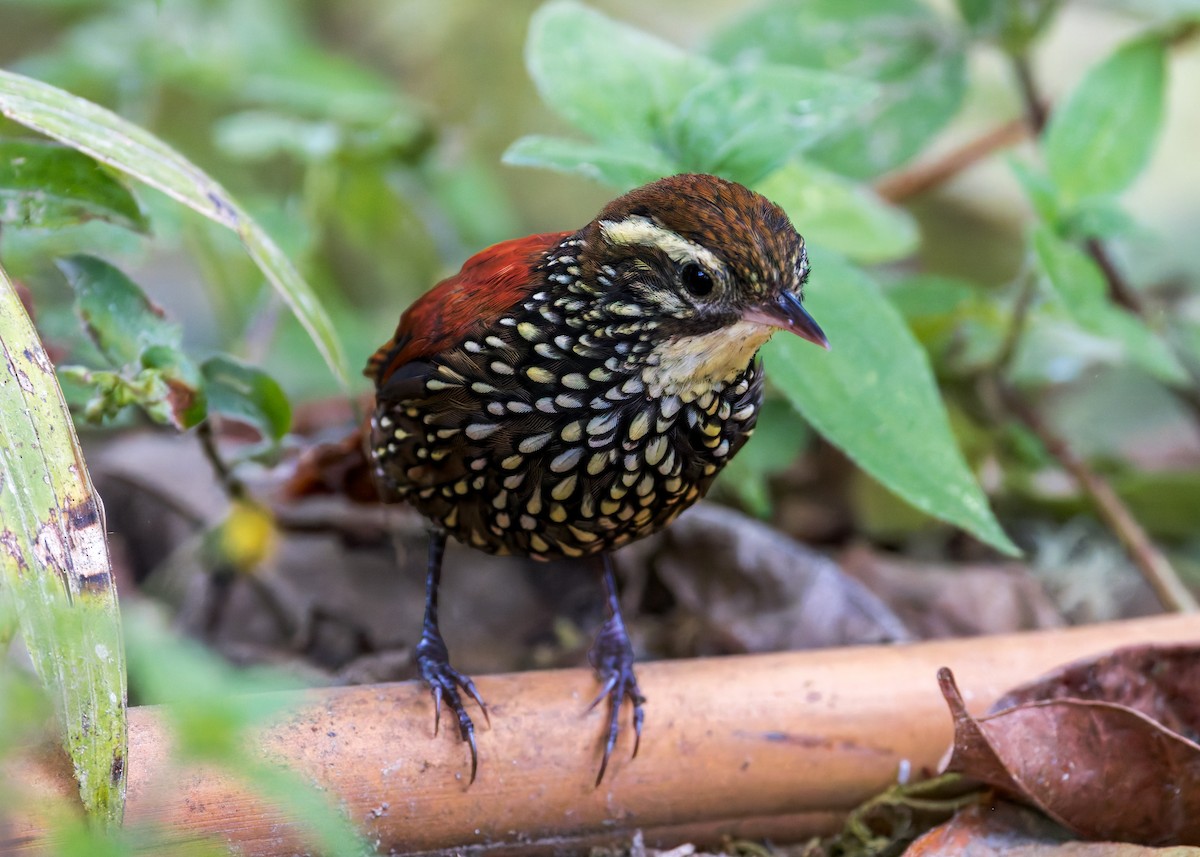 Щетинкохвіст перлистий - ML646515723