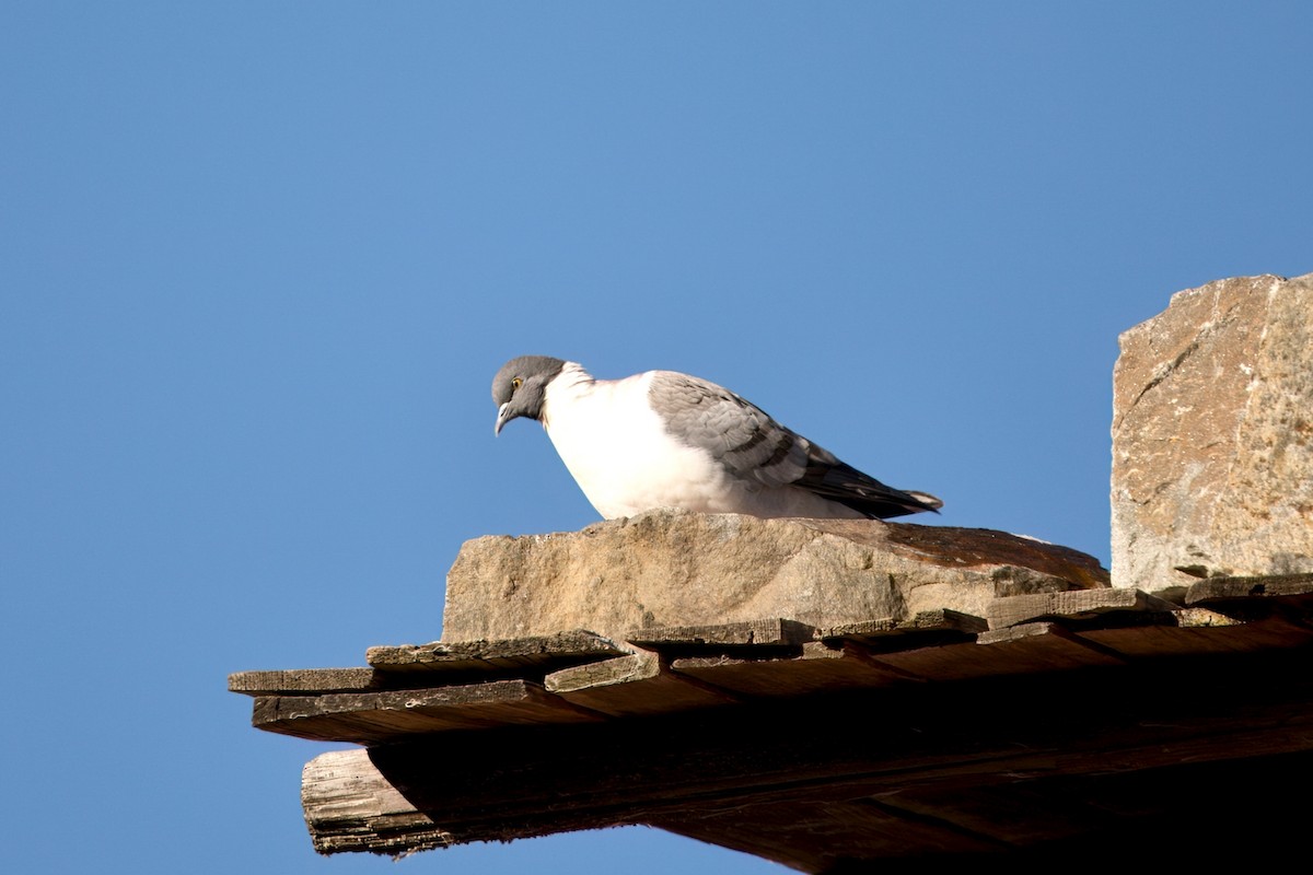 Голуб білоспинний - ML646515724