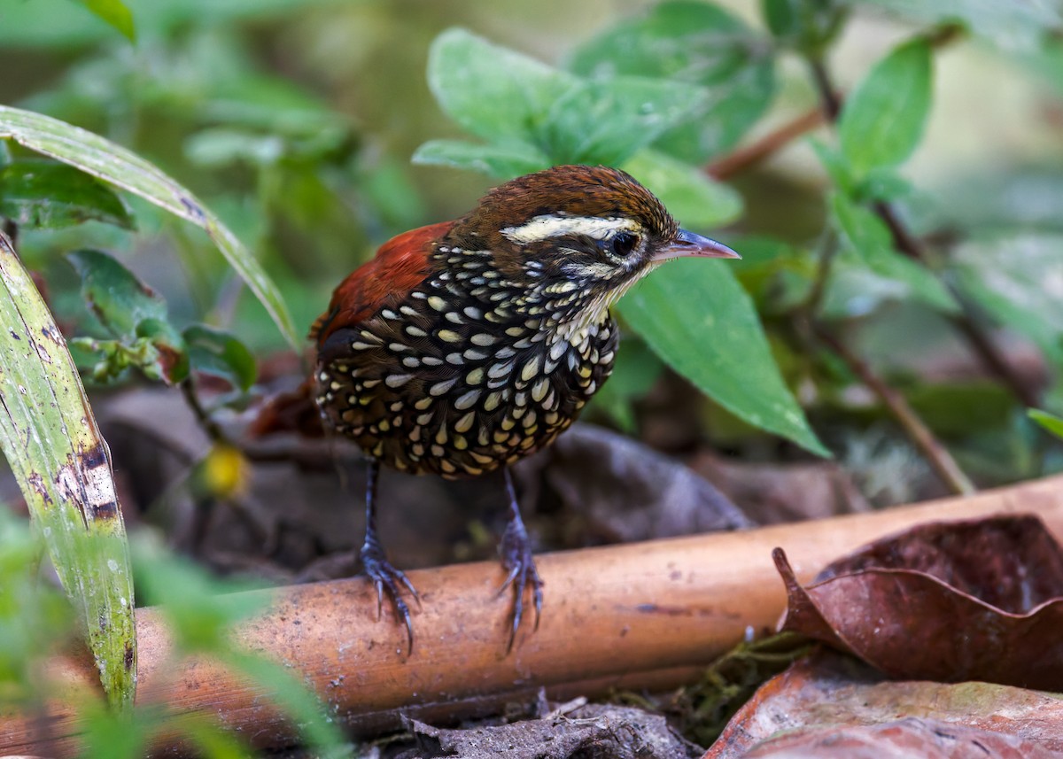 Щетинкохвіст перлистий - ML646515725