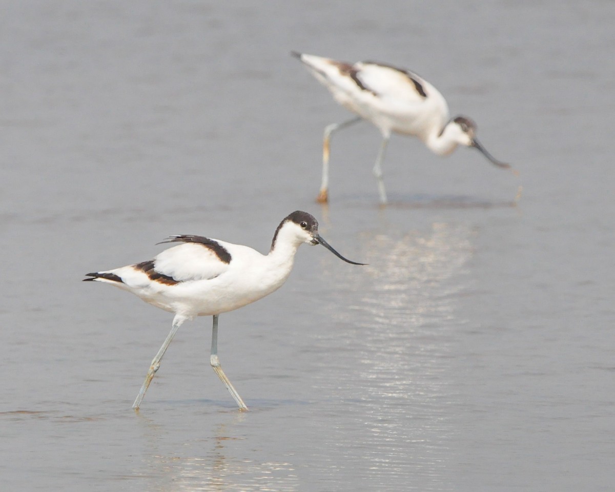 Pied Avocet - ML646515726