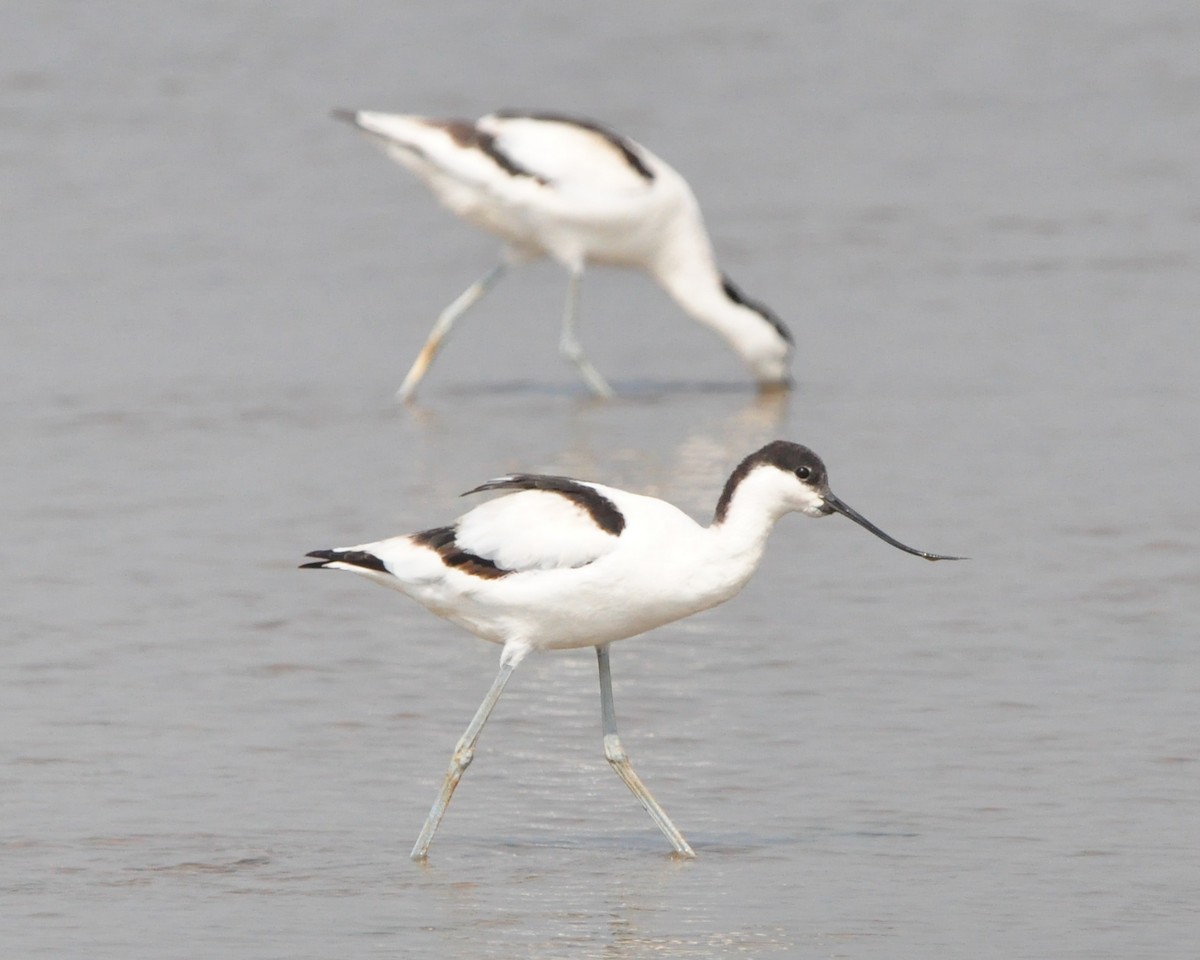Pied Avocet - ML646515727