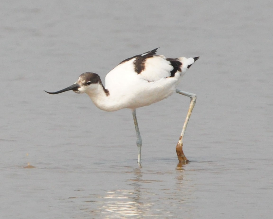 Pied Avocet - ML646515728